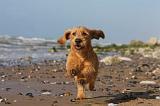 BASSET FAUVE DE BRETAGNE 068